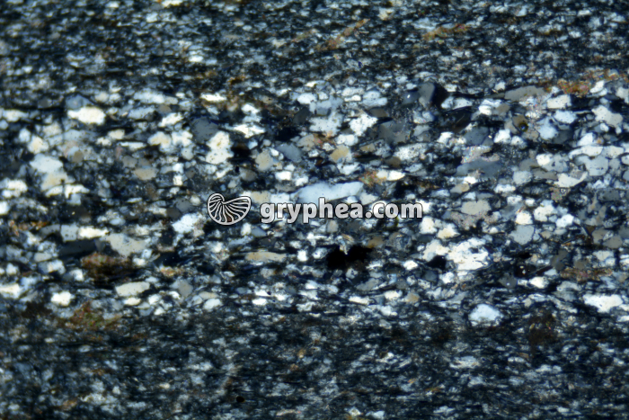 Schiste sédimentaire LPA x25 - gryphea.org